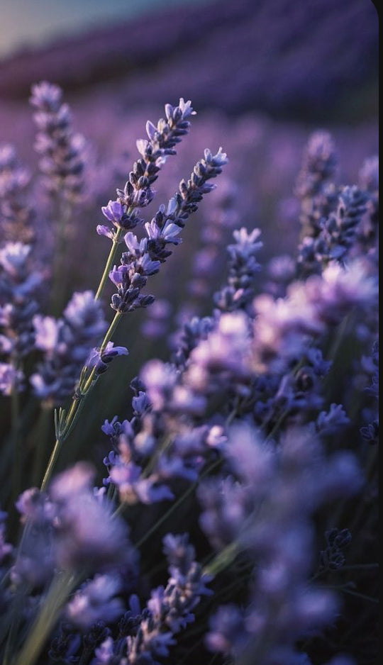 Lavender dreams