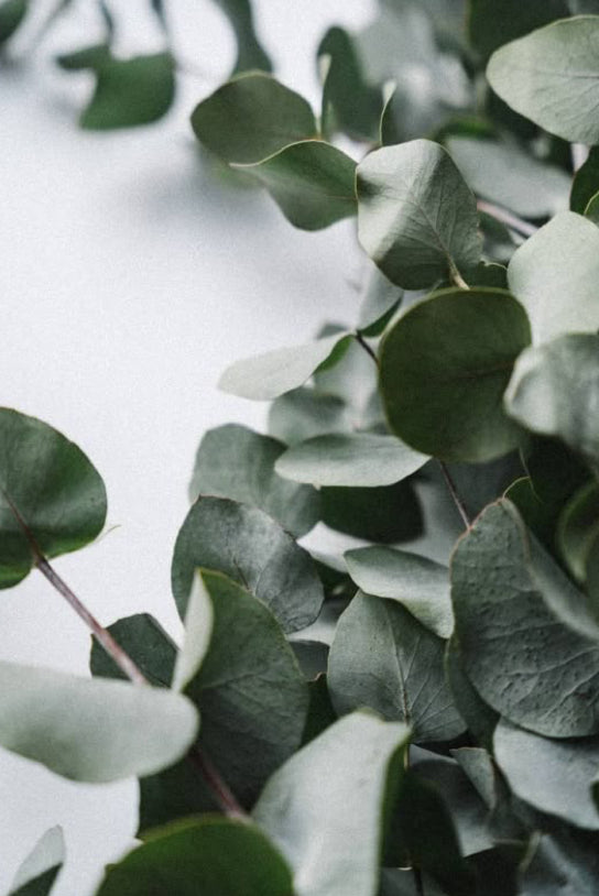 Eucalyptus